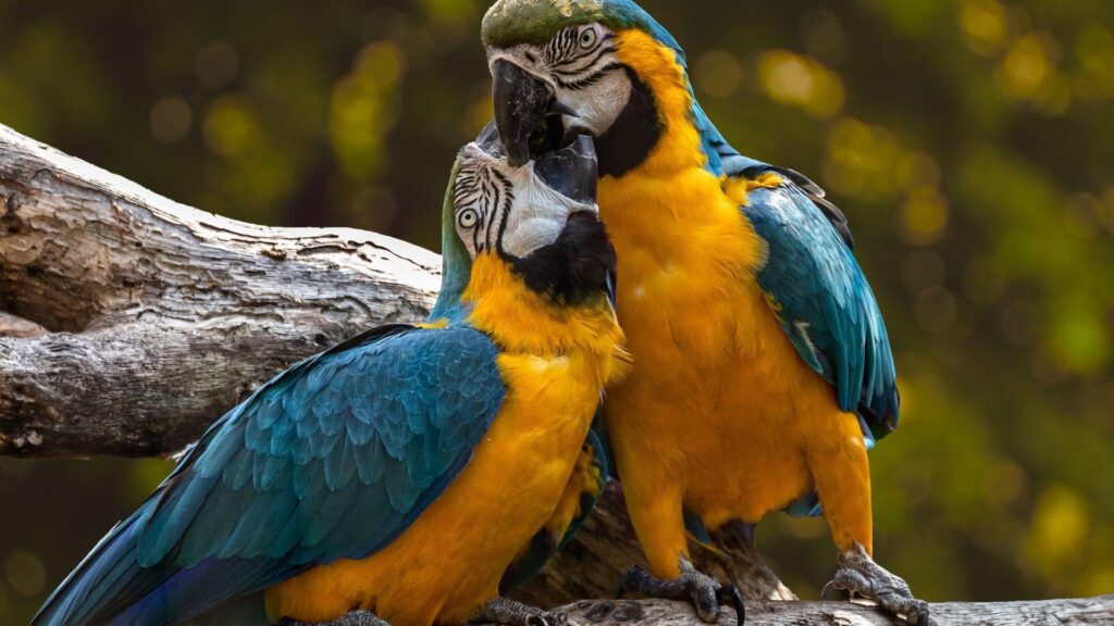 duas aves nas cores amarela e azul, com os rostos encostados